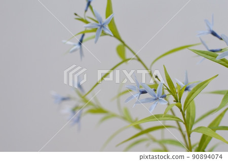 淡藍紫色 Amsonia elliptica 90894074