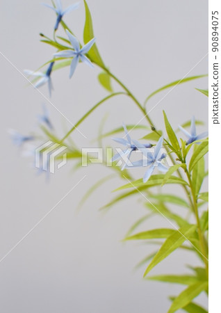 淡藍紫色 Amsonia elliptica 90894075