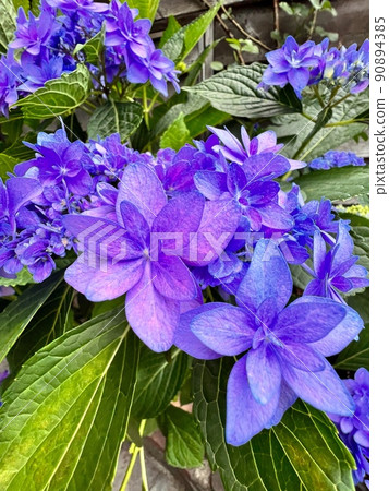 Dark purple hydrangea, purple hydrangea 90894385