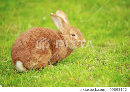 big red rabbit close up big red rabbit close up 90895122