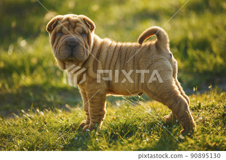 Shar Pei puppy standing on the lawn Shar Pei puppy standing on the lawn 90895130