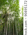  Bamboo grove 90895172