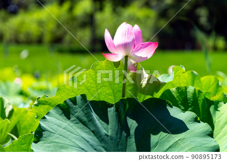 在公園哈斯花中發現的夏季圖像 在公園哈斯花中發現的夏季圖像 90895173