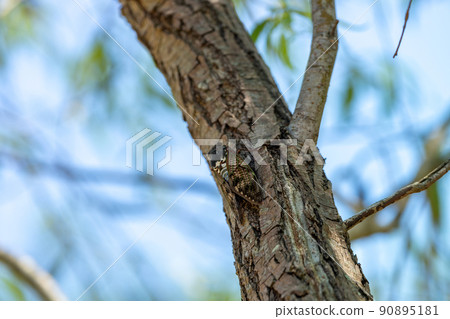 在公園裡發現的夏天的圖像棕色蟬棲息在樹上 在公園裡發現的夏天的圖像棕色蟬棲息在樹上 90895181