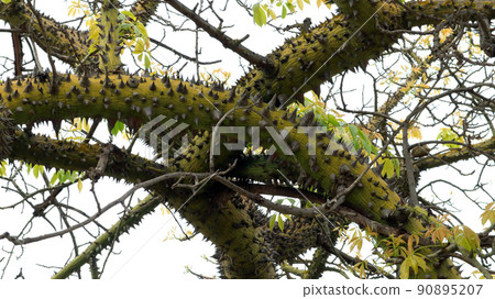 tree, branch, bird 90895207