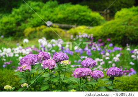 June Machida 421 Hydrangea and Hanashobu Yakushiike Park 90895382