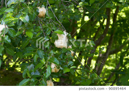 Egg laid on the tree Moria frog Egg laid on the tree Moria frog 90895464