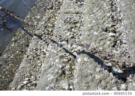 A rope with a shell and a ganki in Tomonoura 90895539