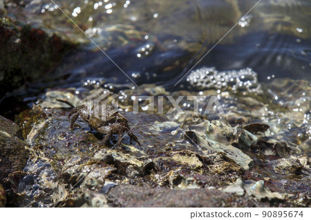 Hemigrapsus sanguineus in the Seto Inland Sea 90895674