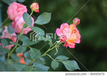一個有玫瑰花、花蕾和綠葉的風景,叫做 Soleil Tomantica,有粉紅色和橙色的花瓣 一個有玫瑰花、花蕾和綠葉的風景,叫做 Soleil Tomantica,有粉紅色和橙色的花瓣 90895679
