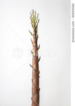 勢如破竹 90895680