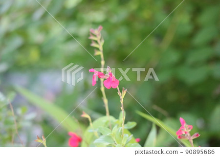 Scenery taken by focusing on a flower called salvia microphila with red petals Scenery taken by focusing on a flower called salvia microphila with red petals 90895686