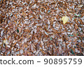 Carpet of dead leaves in thickets 90895759