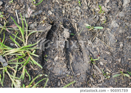 Deer footprints in the Jackson Bottom Wetlands Reserve 90895789
