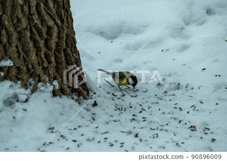 A chickadee in a winter forest pecks plant seeds in the snow. Tit in its natural habitat 90896009