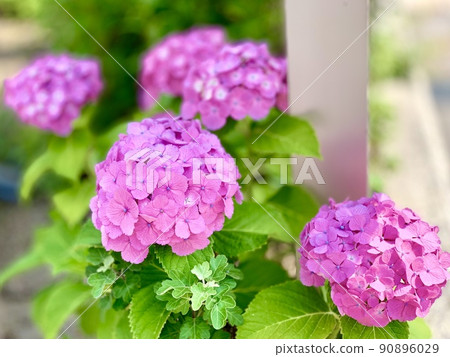 繡球花盛開（粉紅色）[愛知縣岡崎市] 90896029