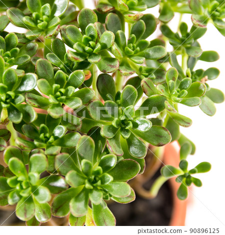 多肉植物，永生，矮化節葉 [白色背景] 90896125