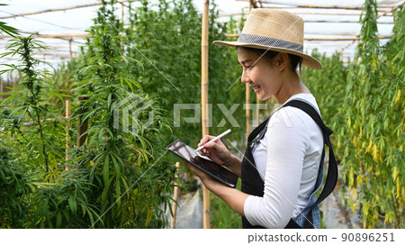 Smiling young female smart farmer using digital tablet during checking hemp plants in greenhouse. Business agricultural cannabis farm 90896251