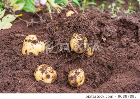 Potato Harvest Potato Harvest 90897893
