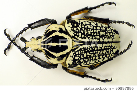 Beetle isolated on white. Giant african flower beetle Goliathus orientalis isolated. Collection beetles. Cetoniidae. Cetoniinae. Scarabaeidae. Coleoptera. Entomology. 90897896