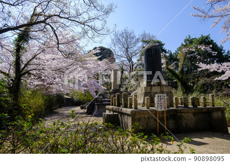 福井縣敦賀市的櫻花 福井縣敦賀市的櫻花 90898095