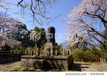福井縣敦賀市的櫻花 福井縣敦賀市的櫻花 90898096