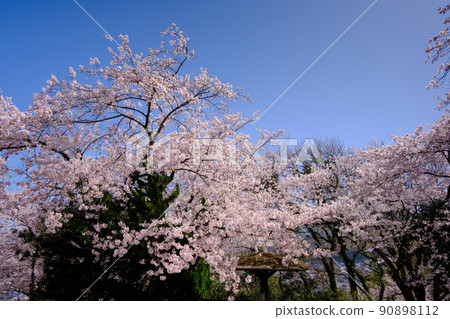 福井縣敦賀市的櫻花 福井縣敦賀市的櫻花 90898112