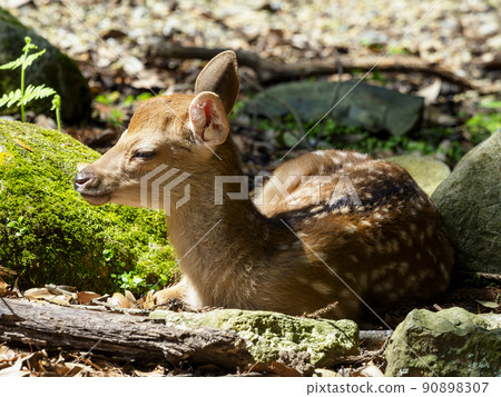 A fawn in Nara Park A fawn in Nara Park 90898307