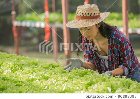 Asian woman farmers working in vegetables hydroponic farm with happiness. Portrait of woman farmer checking quality of green salad vegetable with smile in the green house farm. Asian woman farmers working in vegetables hydroponic farm with happiness. Portrait of woman farmer checking quality of green salad vegetable with smile in the green house farm. 90898395