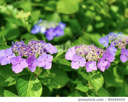 Hydrangea (purple) [Okazaki City, Aichi Prefecture] 90898404