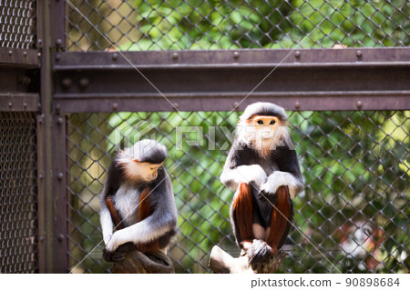 Yokohama City, Kanagawa Prefecture Yokohama Zoo Zurasia Akaashidukurungur Yokohama City, Kanagawa Prefecture Yokohama Zoo Zurasia Akaashidukurungur 90898684