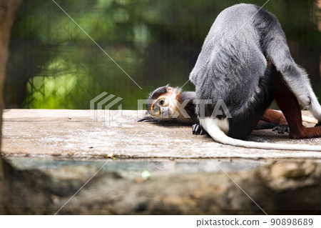 神奈川縣橫濱市橫濱動物園 Zurasia Akaashidukurungur 90898689