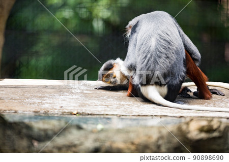 神奈川縣橫濱市橫濱動物園 Zurasia Akaashidukurungur 90898690