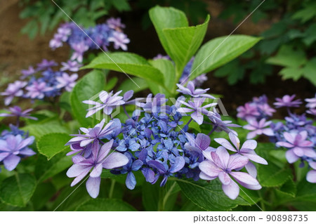 繡球花 繡球花 90898735