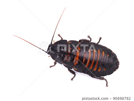 Madagascar hissing cockroach isolated on white background. Gromphadorhina portentosa. 90898782