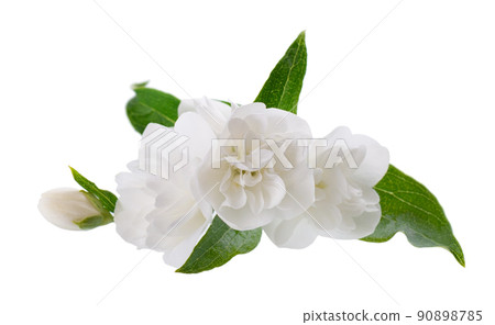 Jasmine flower, isolated on white background. White terry jasmine flowers. 90898785