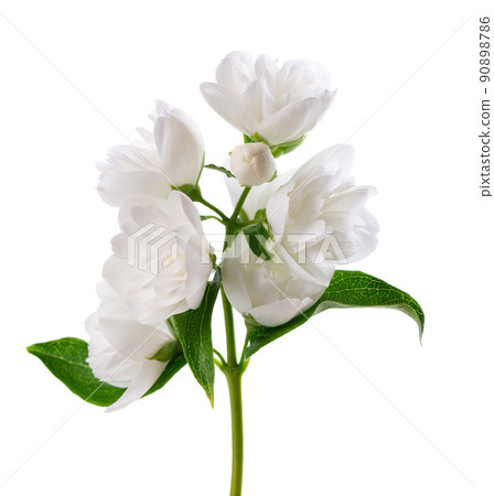 Jasmine flower, isolated on white background. Branch of white terry jasmine flowers. 90898786