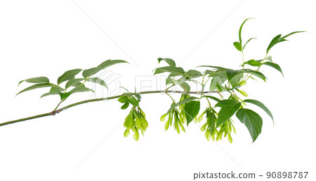 Ashleaf maple branch isolated on white background. Maple acer negundo leaves and seeds. 90898787
