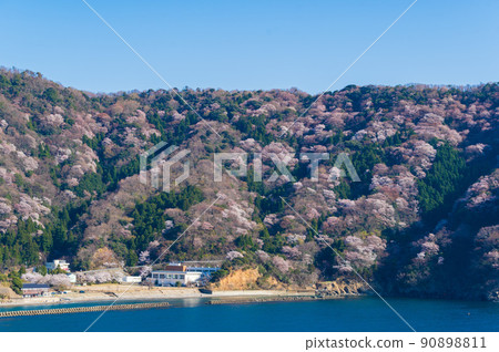 福井縣若狹 巫女的野櫻桃 90898811