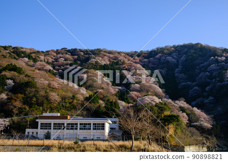 Wakasa, Fukui Prefecture Wild Cherry of Miko Wakasa, Fukui Prefecture Wild Cherry of Miko 90898821