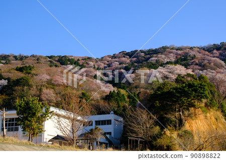 Wakasa, Fukui Prefecture Wild Cherry of Miko Wakasa, Fukui Prefecture Wild Cherry of Miko 90898822