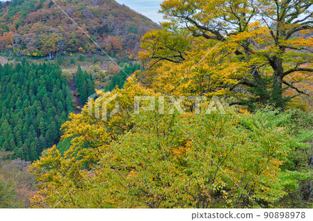 [Wakayama Prefecture] October, the autumn leaves season has arrived, and the view from the Koya Ryujin skyline after the rain 90898978