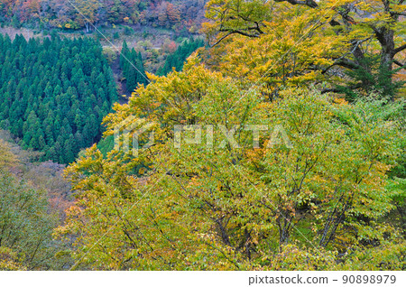 [Wakayama Prefecture] October, the autumn leaves season has arrived, and the view from the Koya Ryujin skyline after the rain 90898979