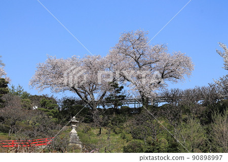 中山寺/小櫻 90898997