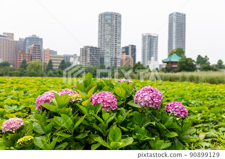 Ueno Park Shinobazu Pond Hydrangea Ueno Park Shinobazu Pond Hydrangea 90899129