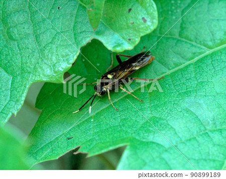 Hymenoptera Sawfly Family Tenthredinidae ♀ Hymenoptera Sawfly Family Tenthredinidae ♀ 90899189