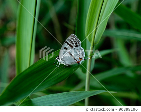 Lycaenidae Mizuiro Onaga Shijimi ♂ Lycaenidae Mizuiro Onaga Shijimi ♂ 90899190
