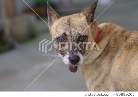 狗在聽,看著我 狗在聽,看著我 90899205