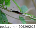 Black tree nymph larvae perched on a branch 90899208