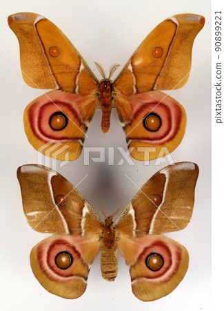 Butterfly isolated on white. Giant color moth Anterina suraka male female from Madagascar. Saturnia. Saturniidae. Lepidoptera. Tropical butterflies. Suraka silk moth  90899221